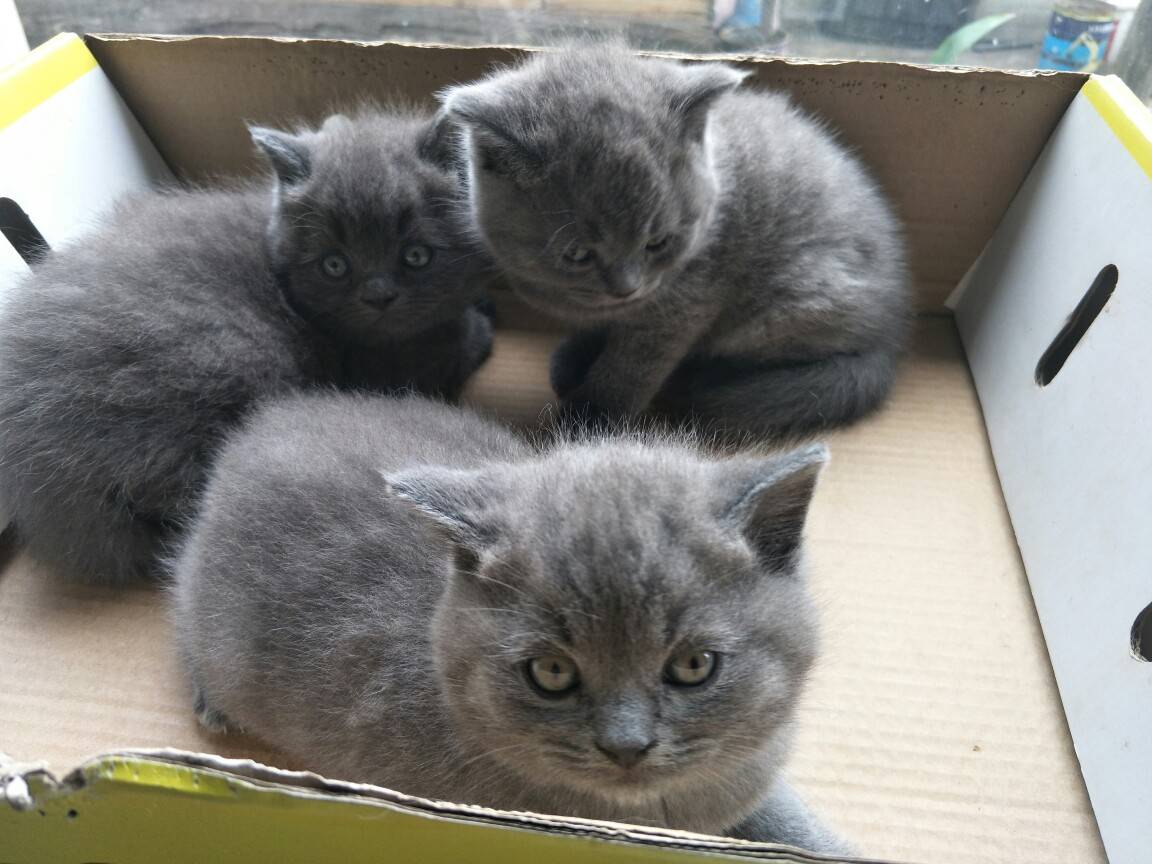 家养蓝猫