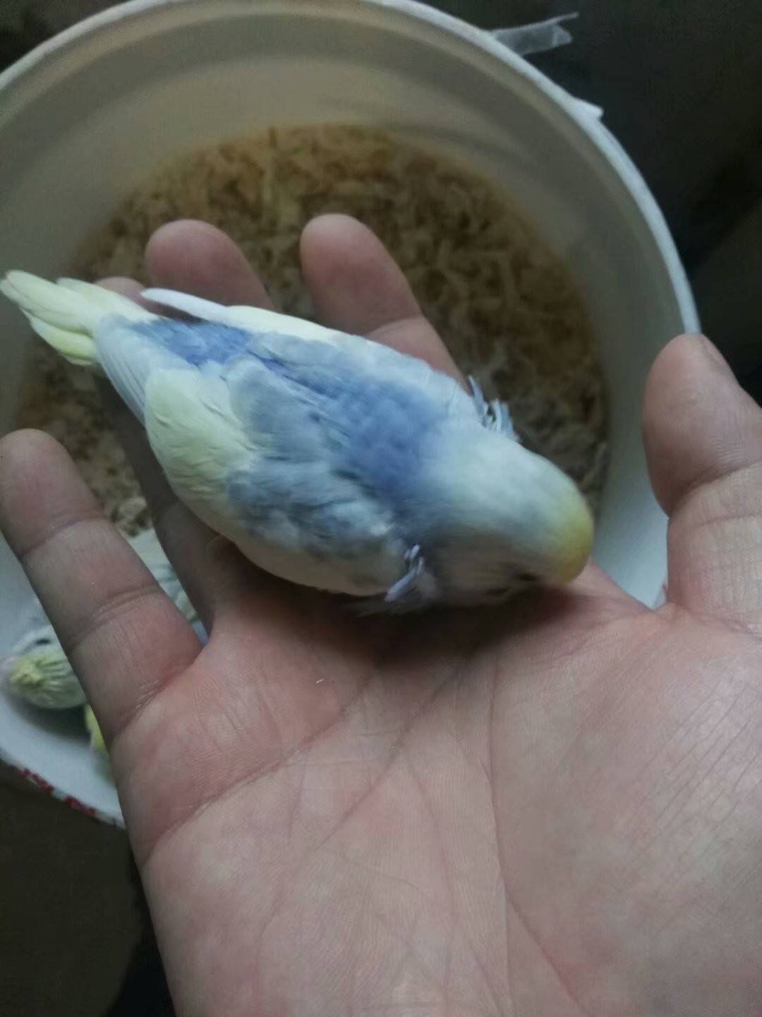 出金彩虎皮鹦鹉崽跟蛋灰