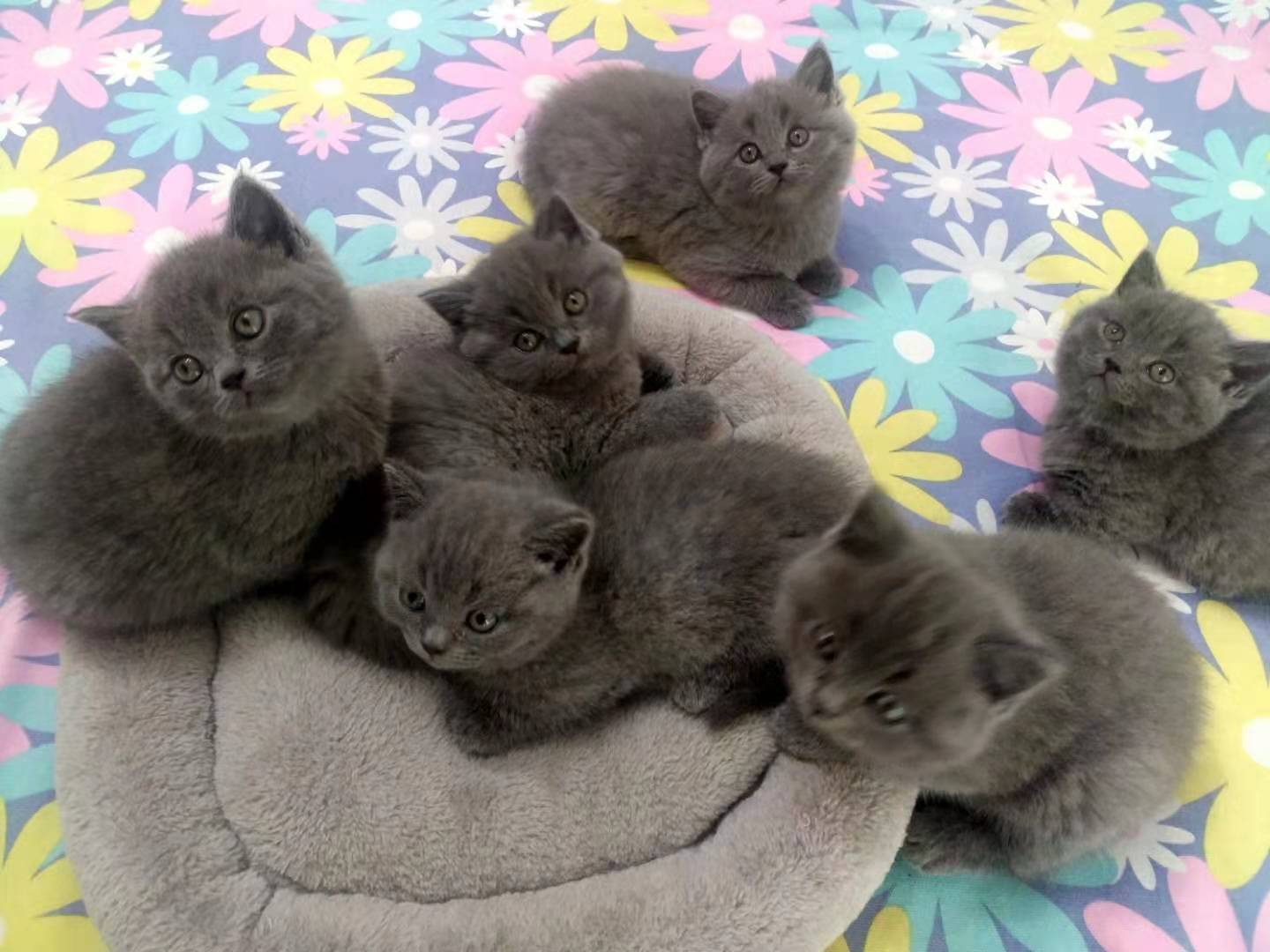 我家矮脚蓝猫种公大郎的孩子,纯家养