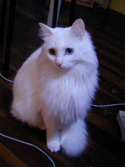 纯白色的猫,眼睛蓝色图片