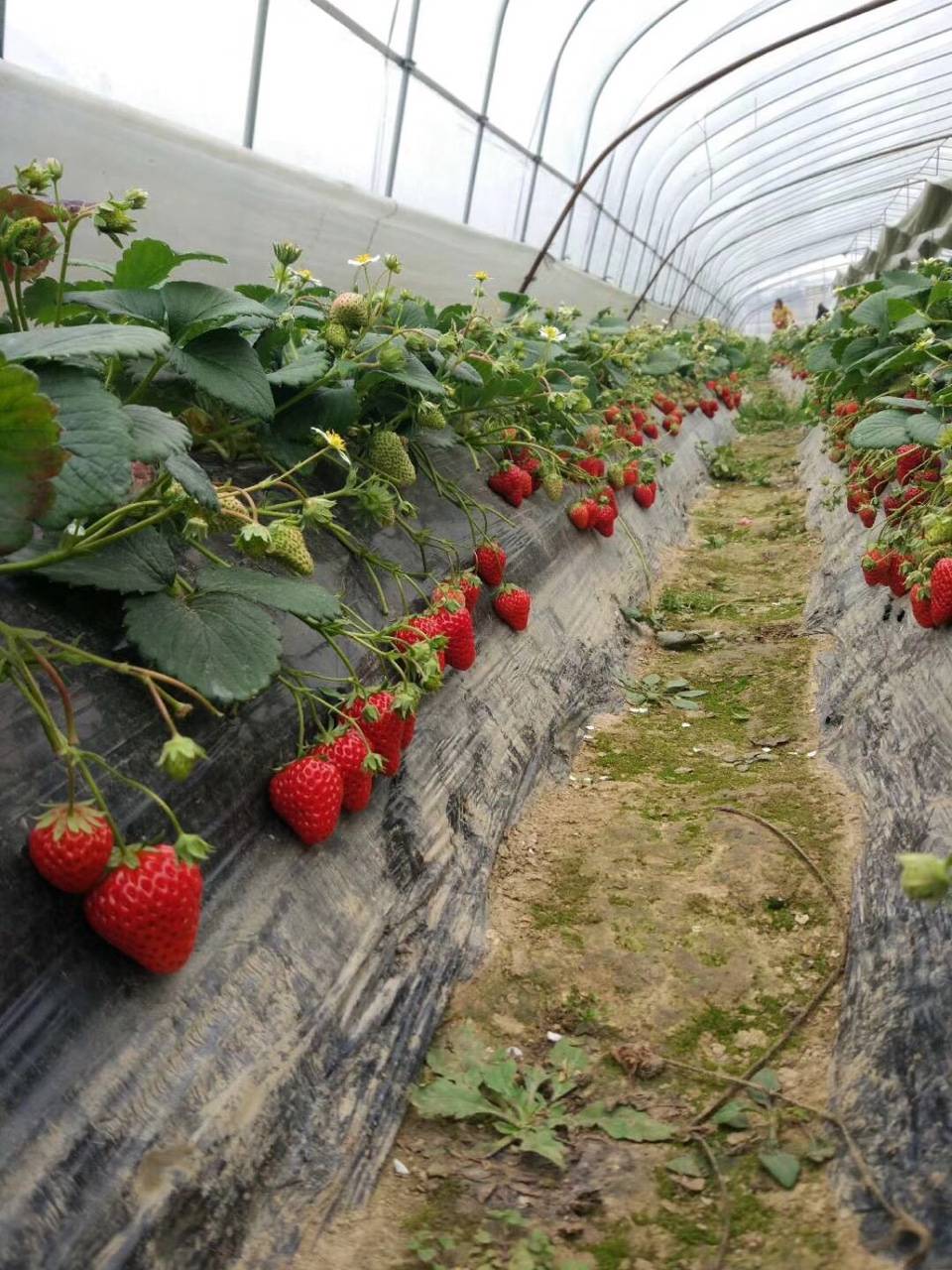 江阴哪里有摘草莓的地方