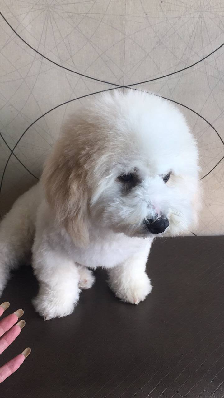 比熊串串狗在夏港走丢