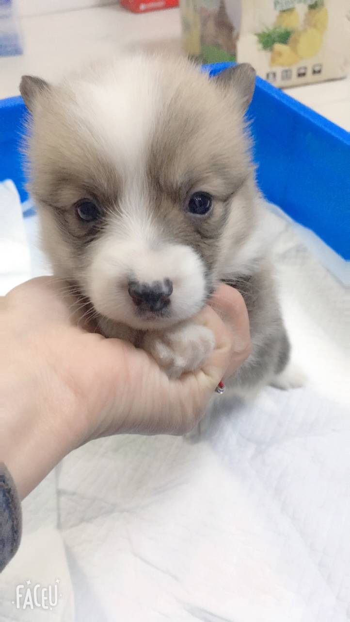 柯基宝宝满月啦