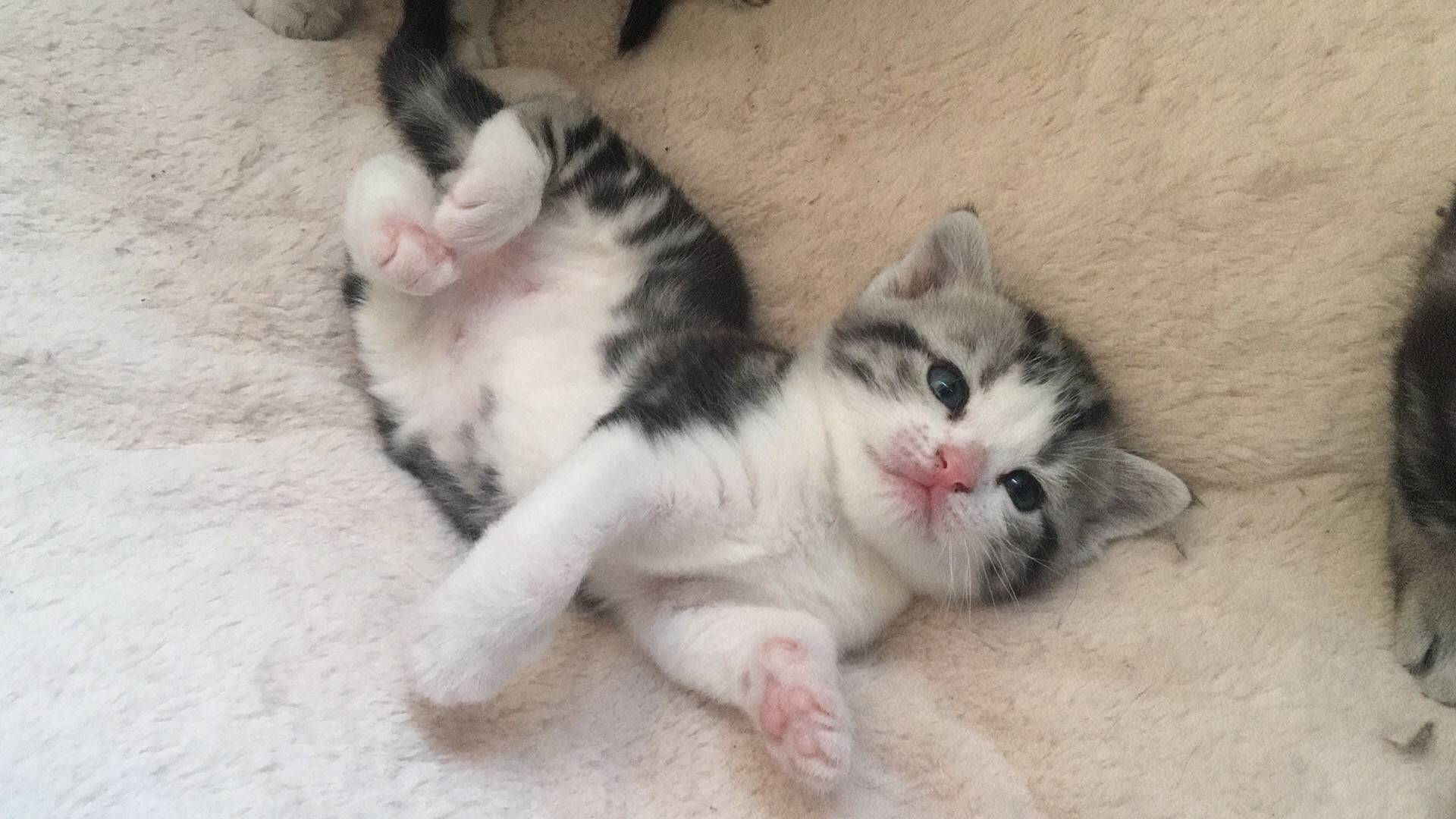 美短猫,加白,虎斑,川字背