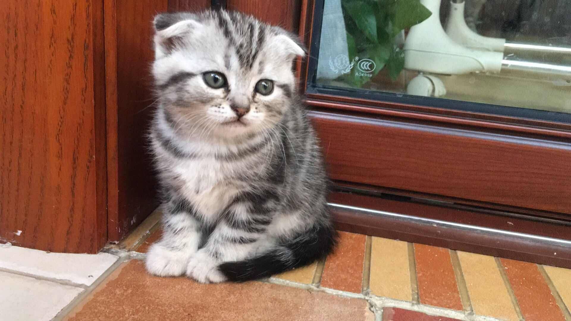 美短小奶猫找新家