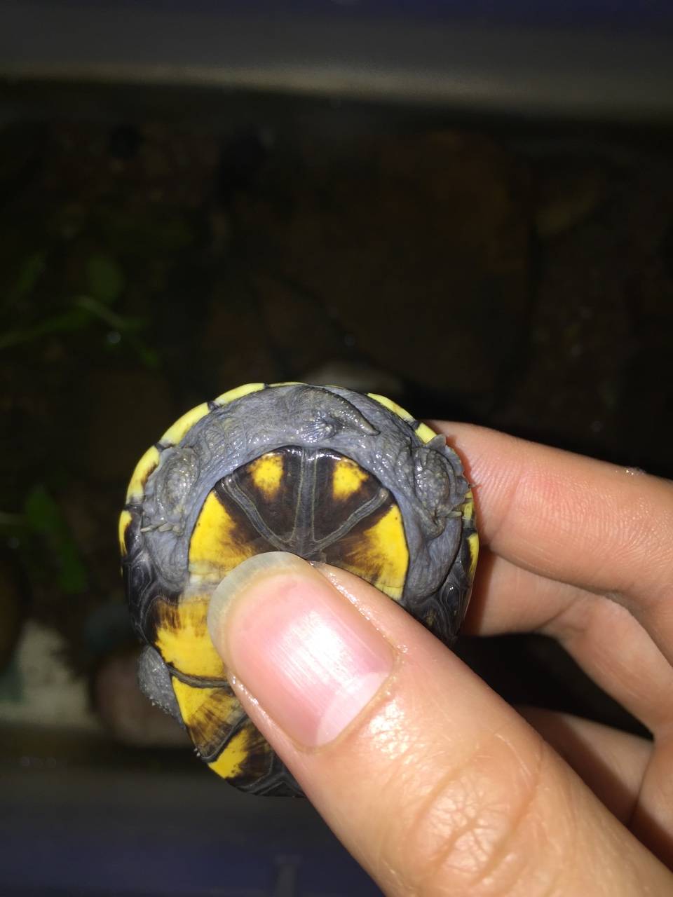 黄泽蛋龟大苗一只