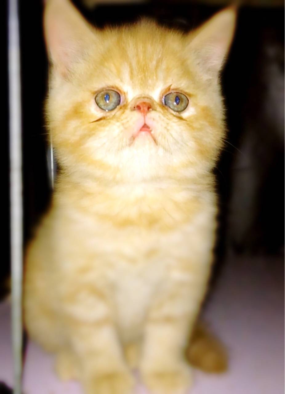 黄金猫,触动小心脏了