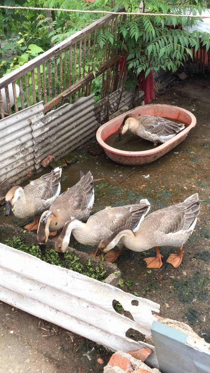 家养的鹅接受预定现在毛6.5斤 还有2只