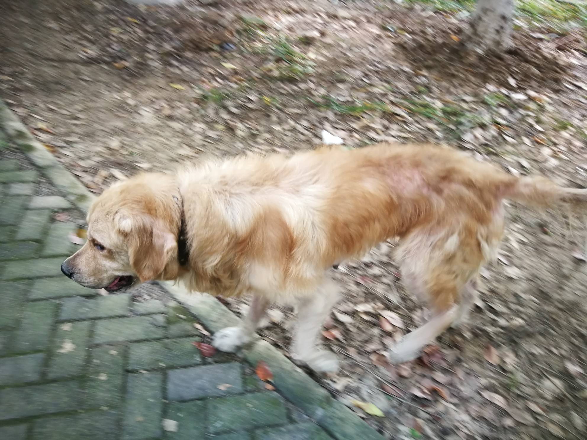 这只金毛在我们小区流浪两天了.