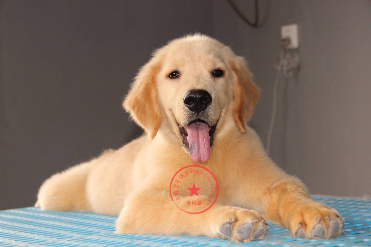 出售3.5个月双血统金毛幼犬多窝,疫苗芯片齐全,江阴本地