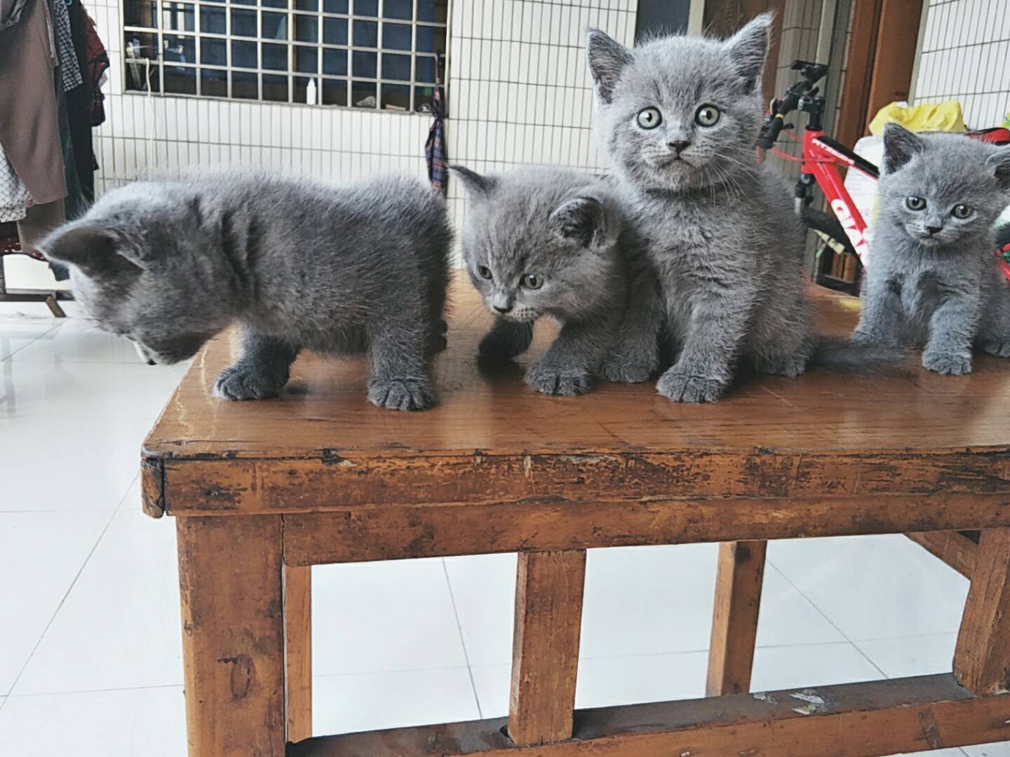 家养英短蓝猫,美短低价出售!