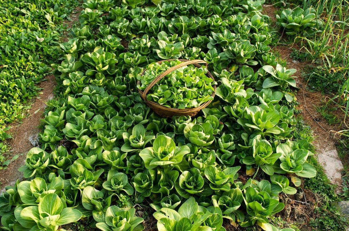 香青菜 - 小城生活 - 江阴论坛 -