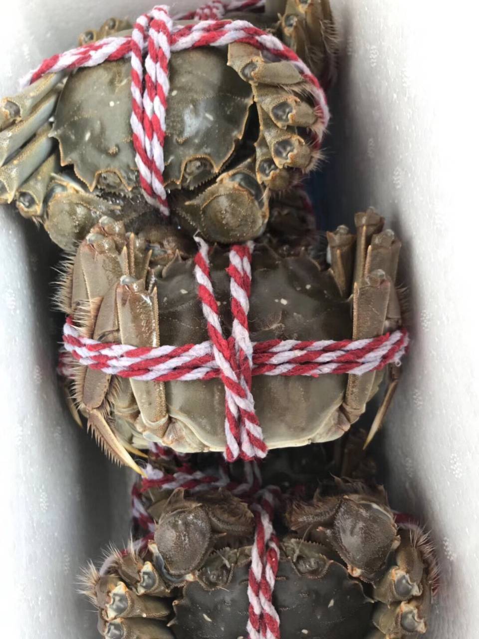 野生长江蟹预定啦