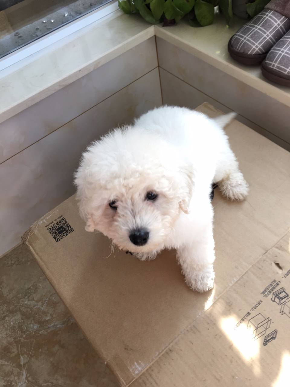 三个月小比熊出售