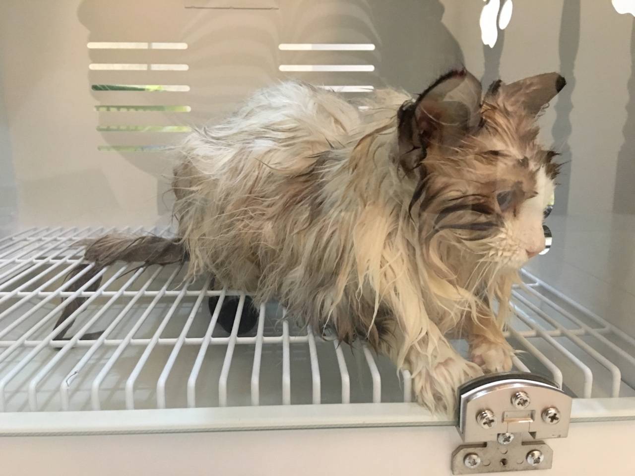 抓到一只小湿猫