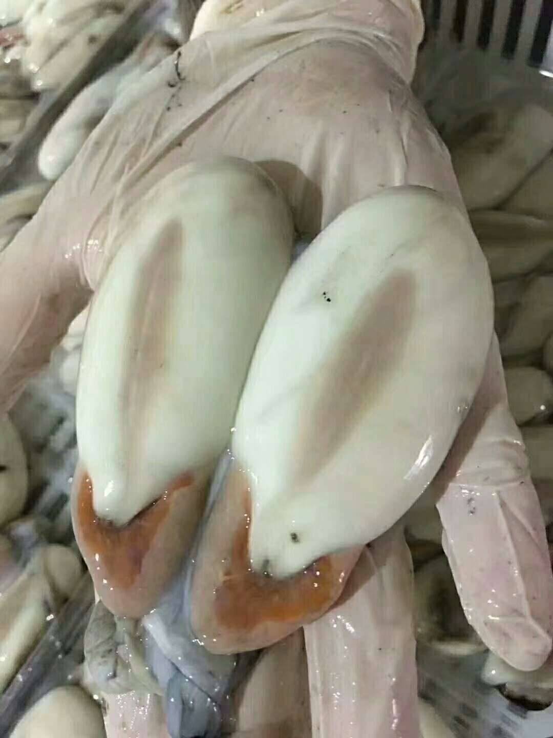 墨鱼蛋红烧肉 补充营养 增强体质