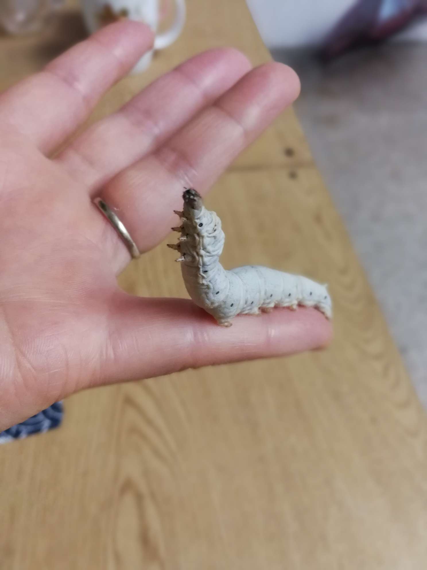 免费分享蚕宝宝