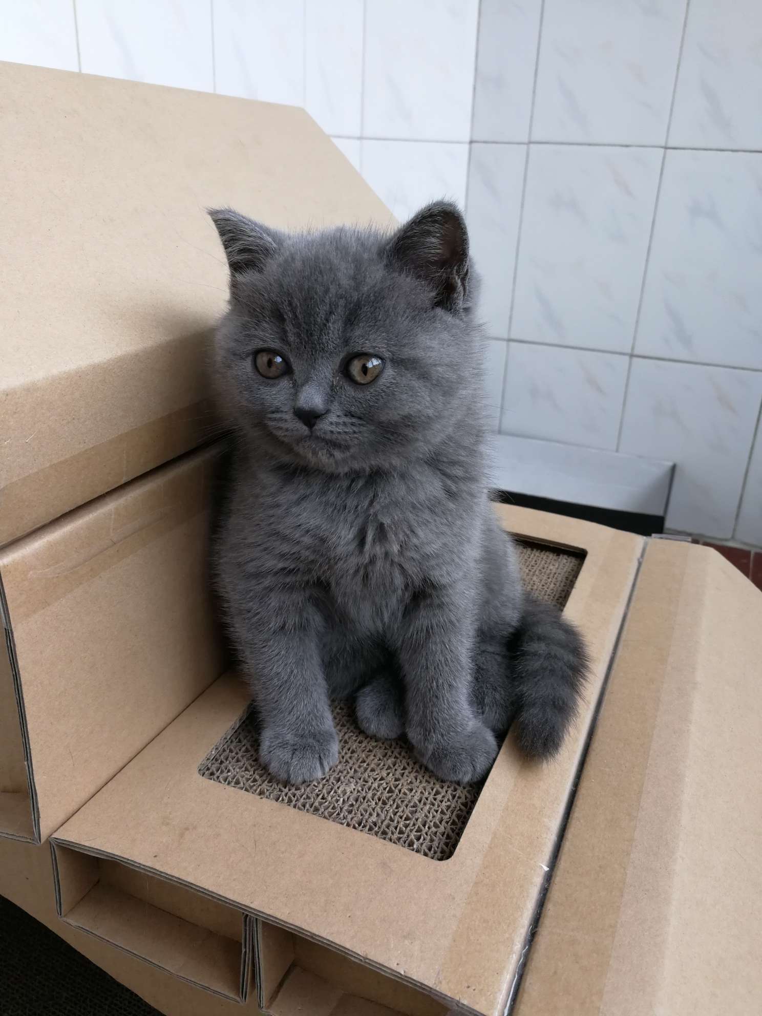 麻烦各位看一下这只蓝猫是公是母? - 宠物情缘 - 江阴论坛