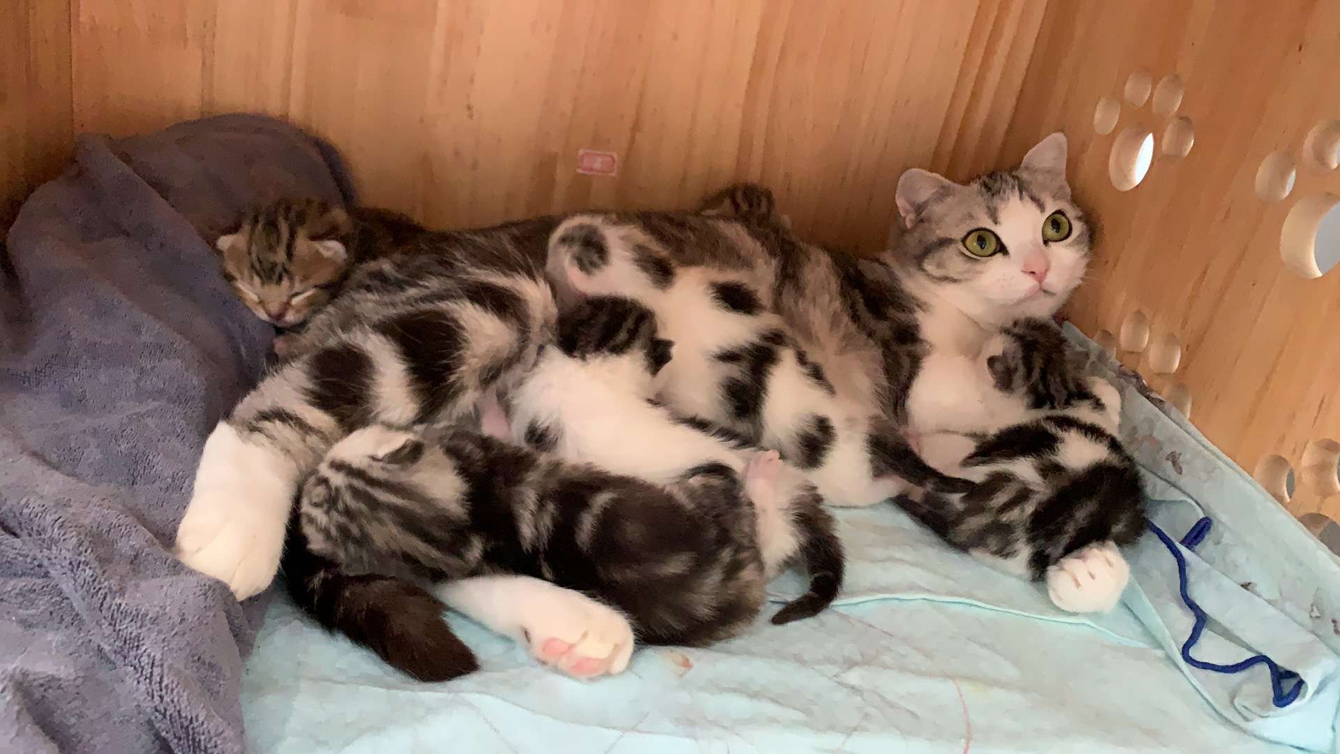 一窝高白美短小猫