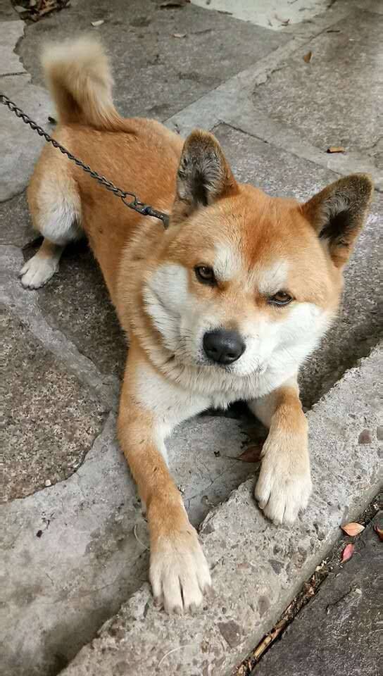 比格和田园犬的杂交领养