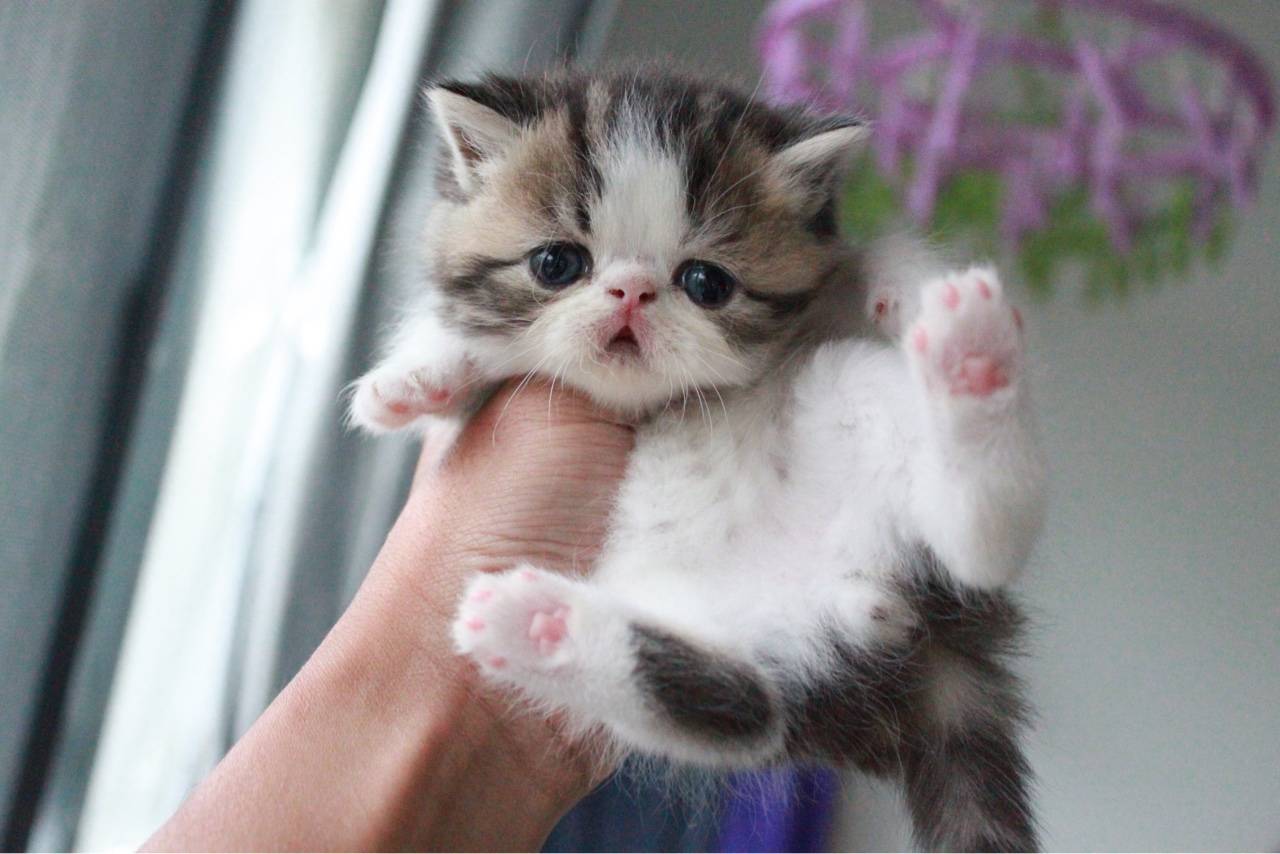 家养加菲小公猫