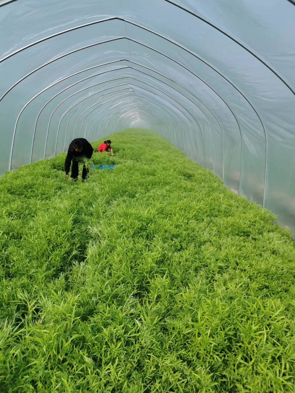 5元/斤,测测嫩的芦蒿现采现送到小区门卫