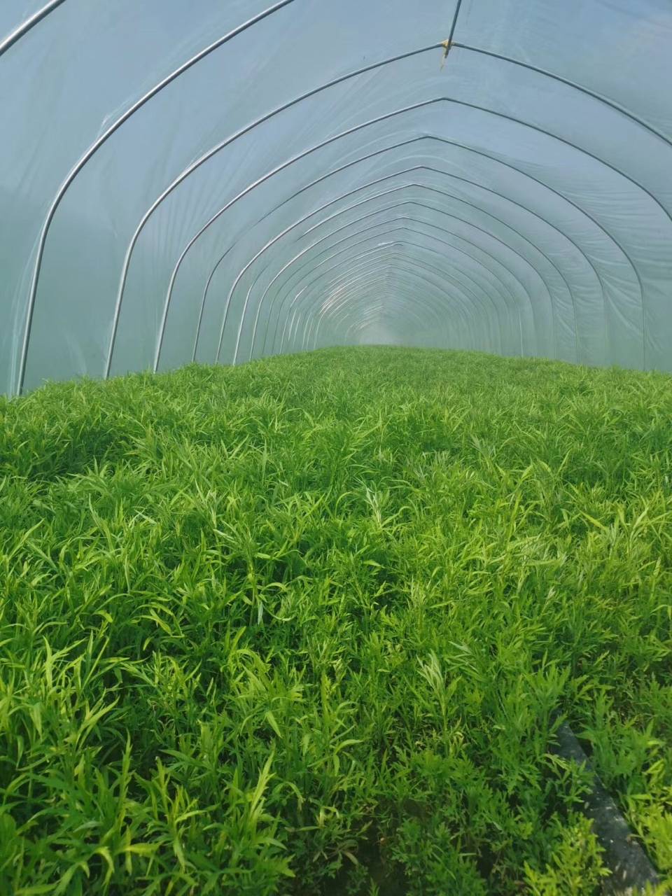 新鲜测测嫩的芦蒿,只卖5元/斤