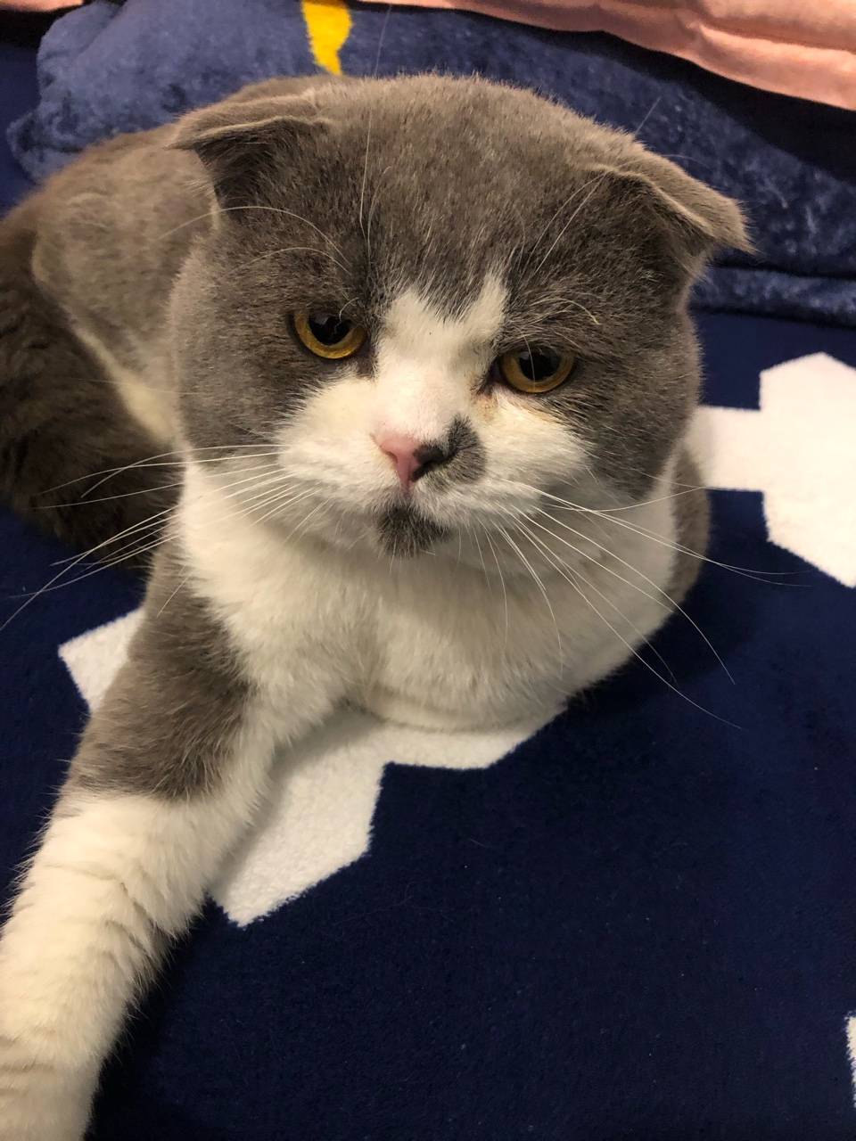 家养蓝白公猫,发情想找女朋友