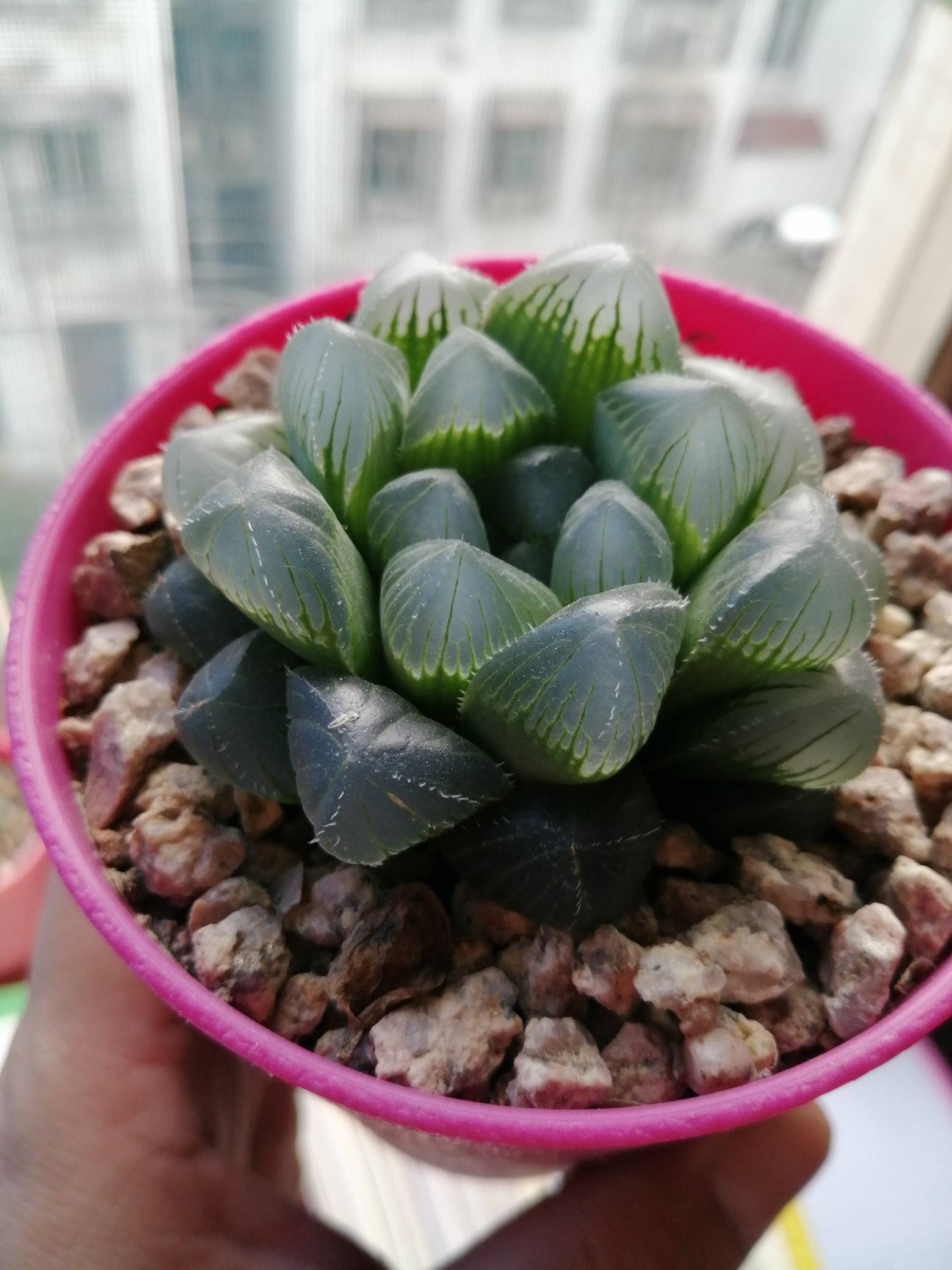 多肉普货,可售可换.