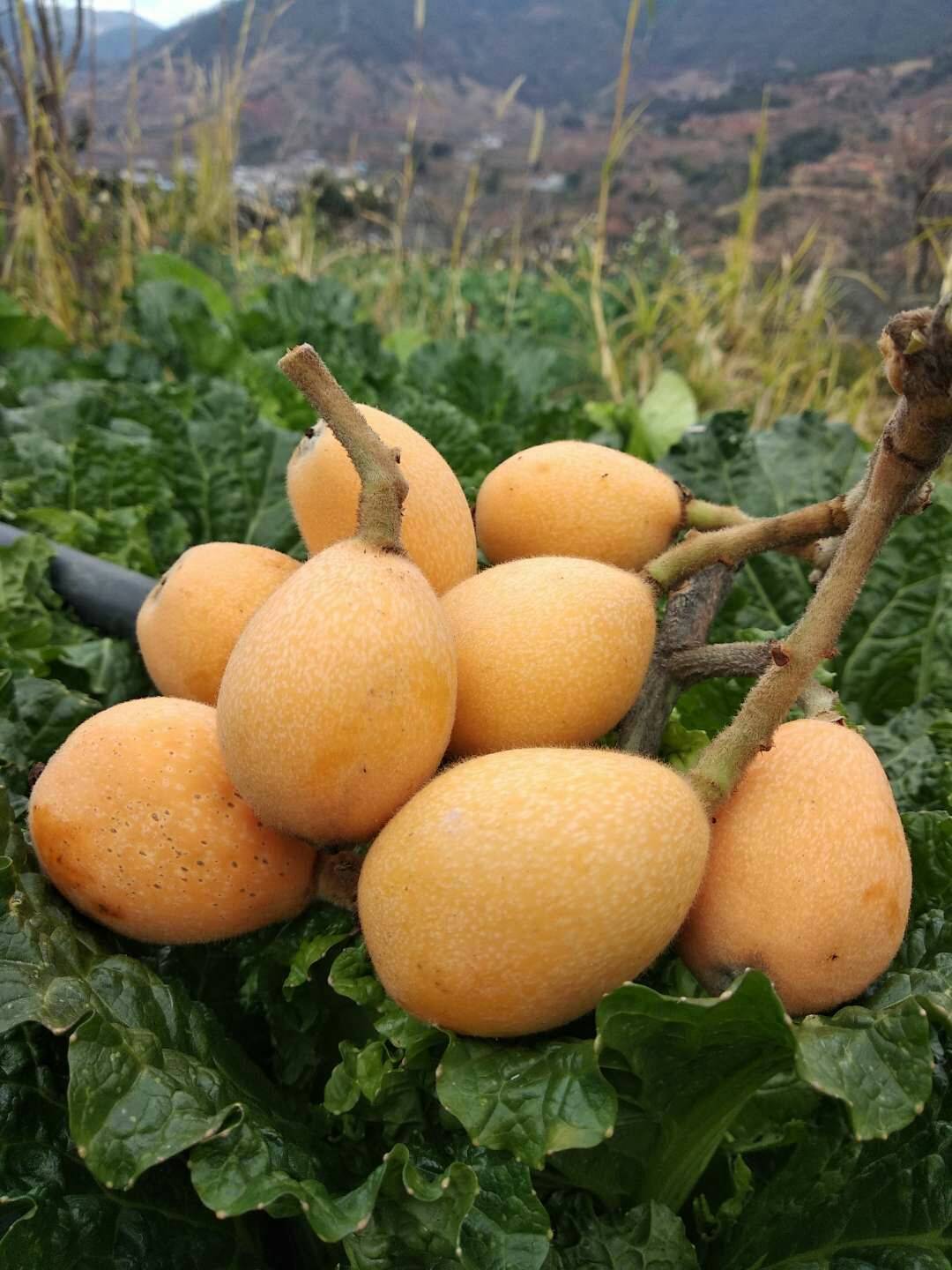 现摘的水果,攀枝花米易早春枇杷