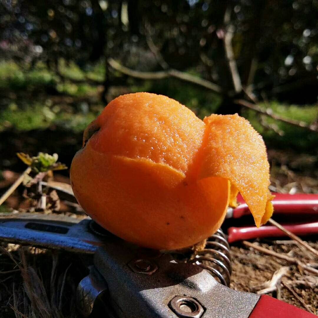 ժˮ,֦紺