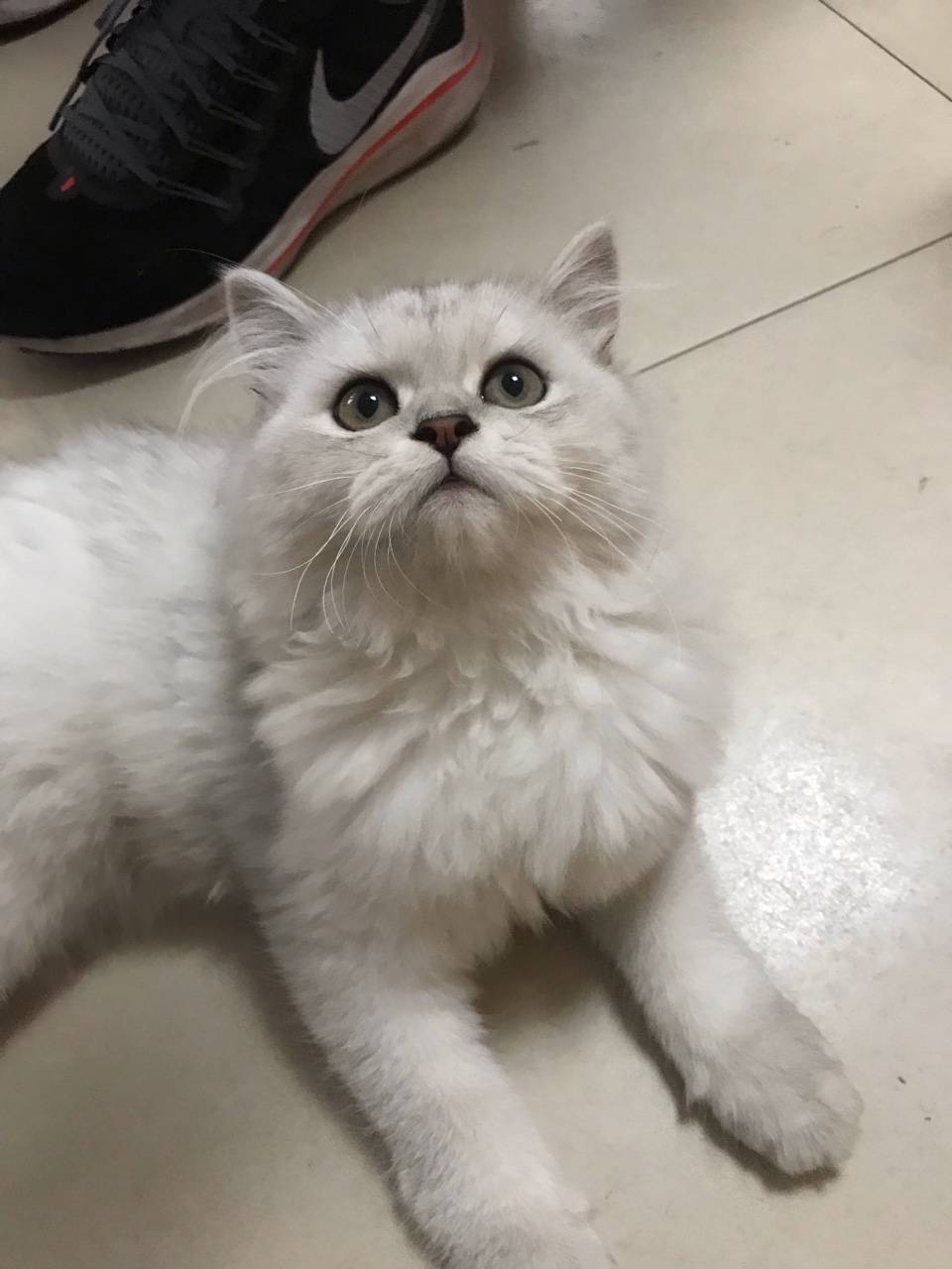 征婚,母猫金吉拉想找个男朋友