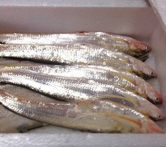 江阴刀鱼馄饨需要 v询价