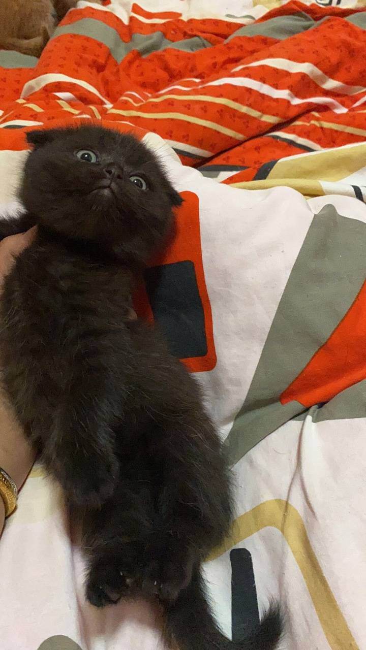 英短春猫来一波有意者加微416147601