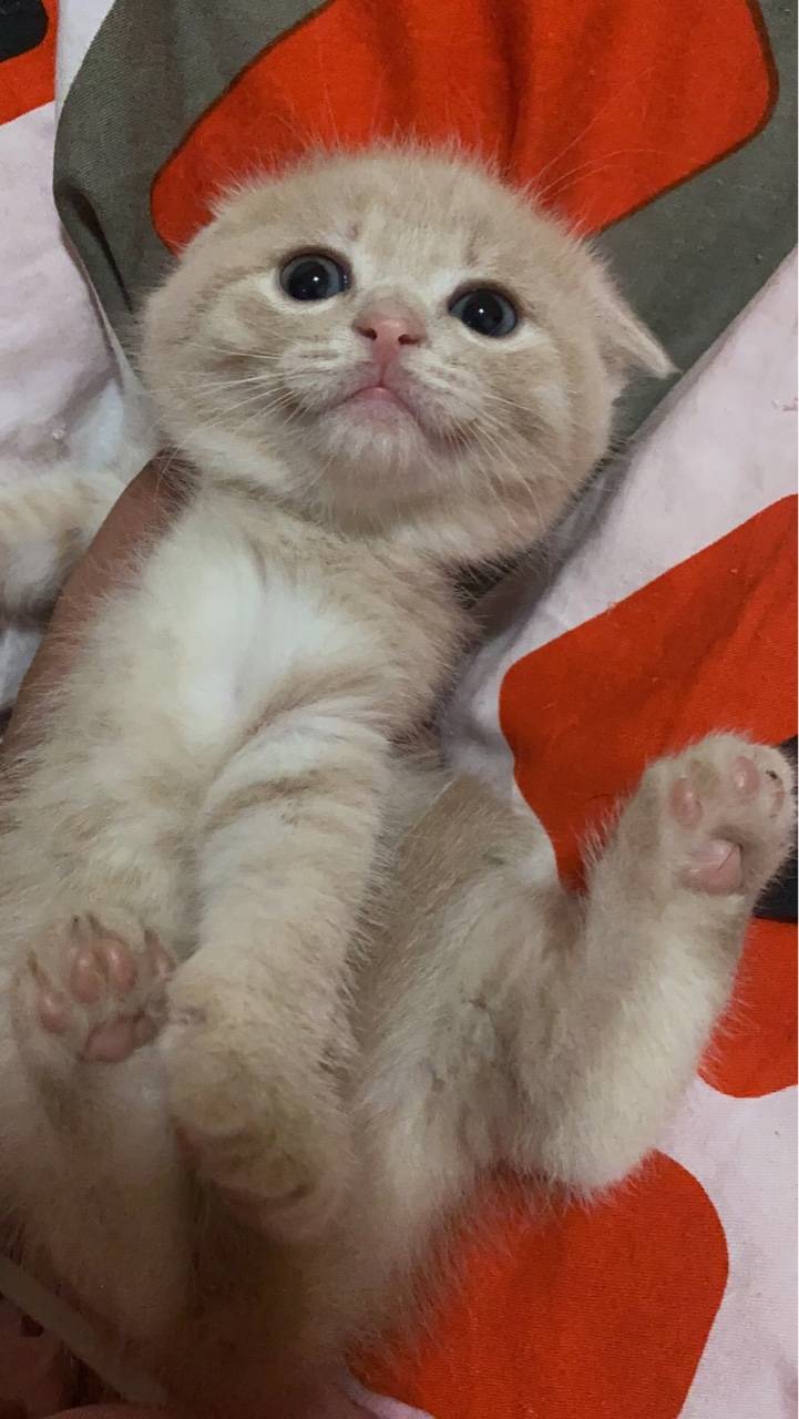 英短春猫来一波有意者加微416147601