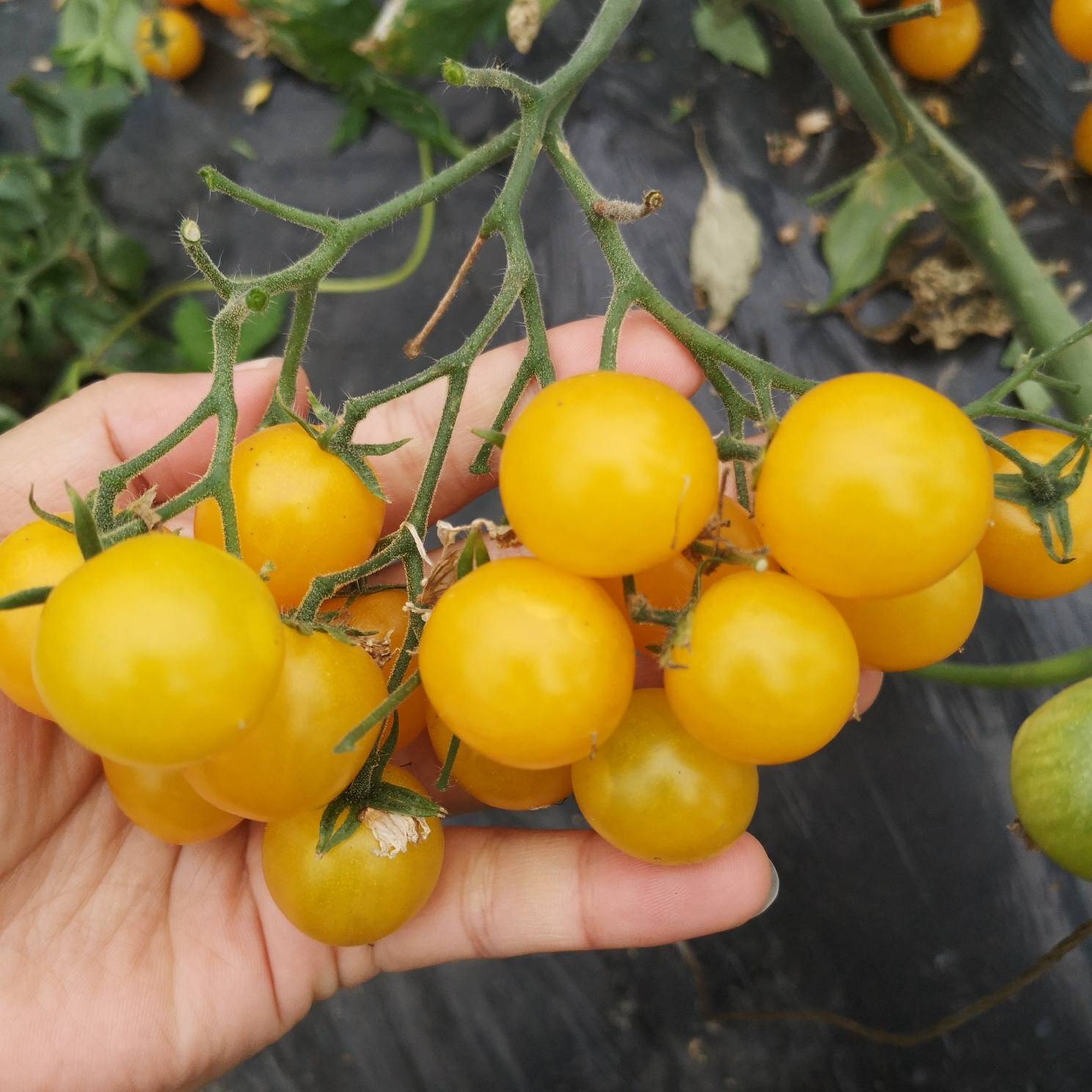 老金采摘园五彩小番茄,欢迎采摘