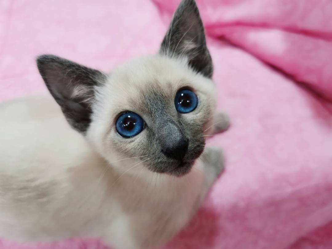 家养蓝重点暹罗猫找新家