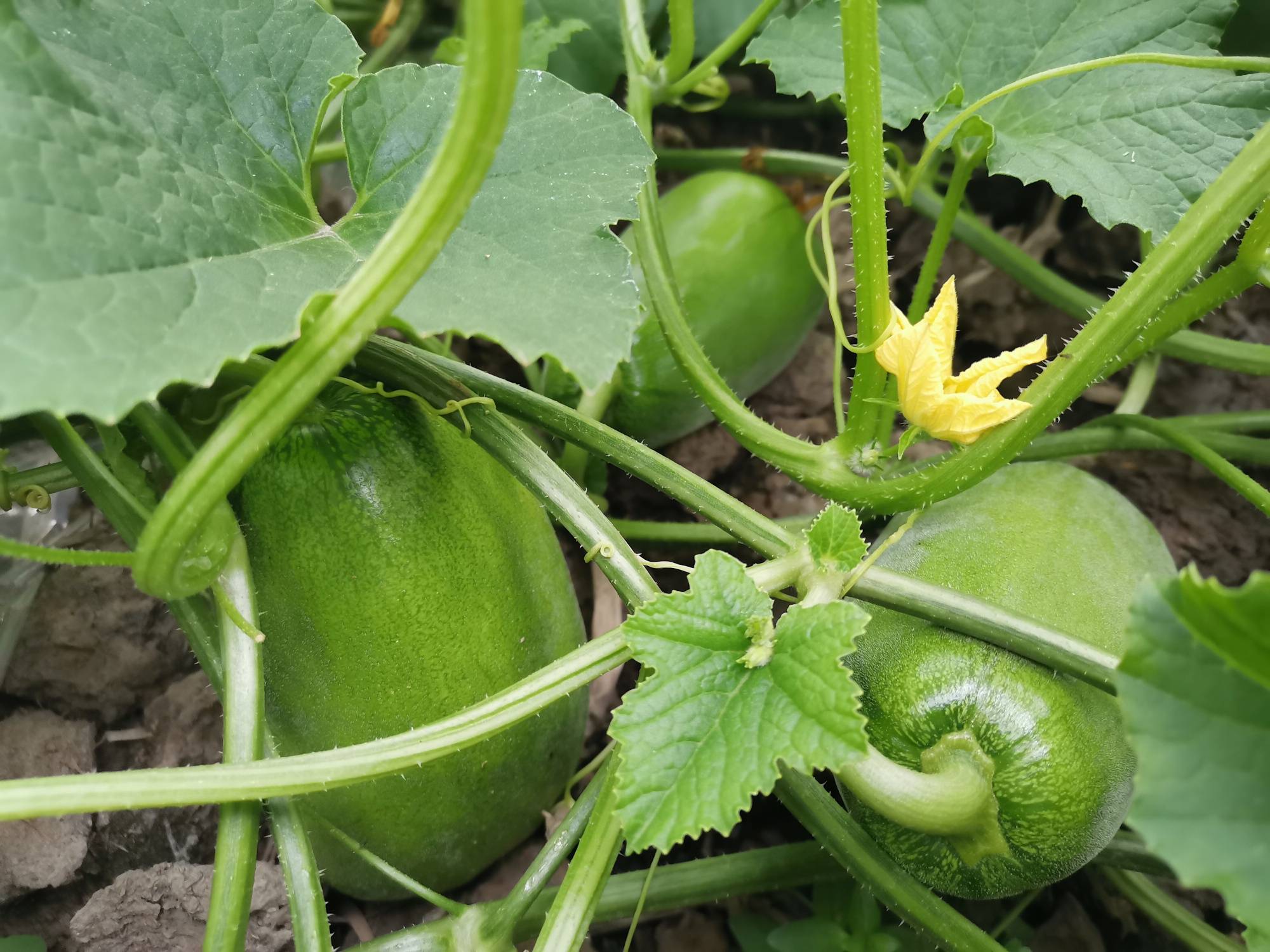 江阴特产香瓜雪梨瓜,纯露天种植6月初新鲜上市