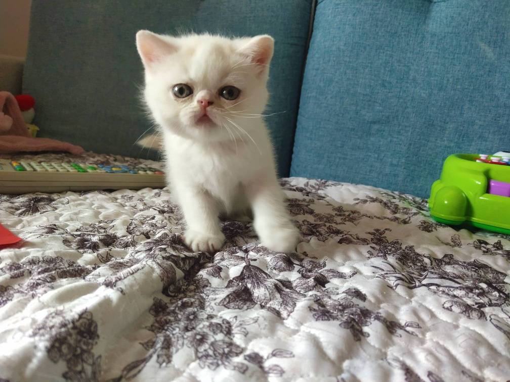 【一千】全款出黄白净梵加菲猫小奶猫