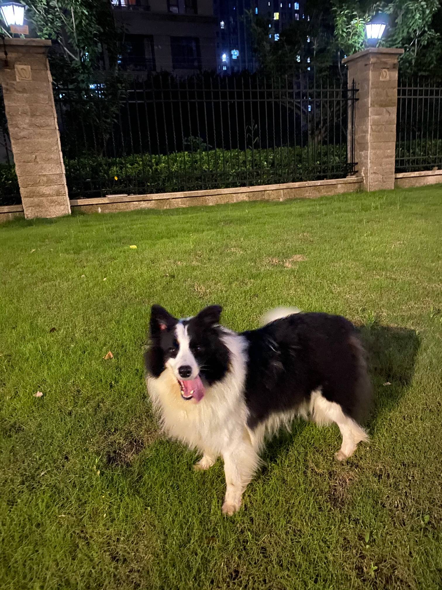 暨阳社区 69 宠物情缘 69 转让一岁边牧弟弟  一岁边牧弟弟,性格