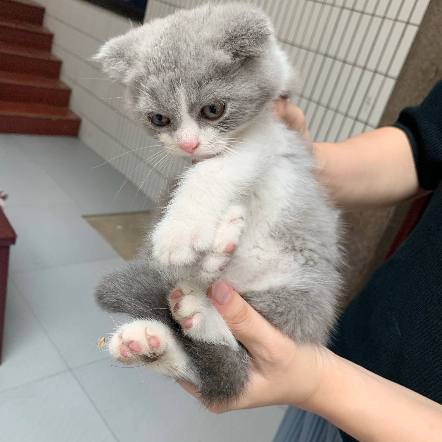 蓝猫仔三只 800 包第一针 诚心微信13771249059