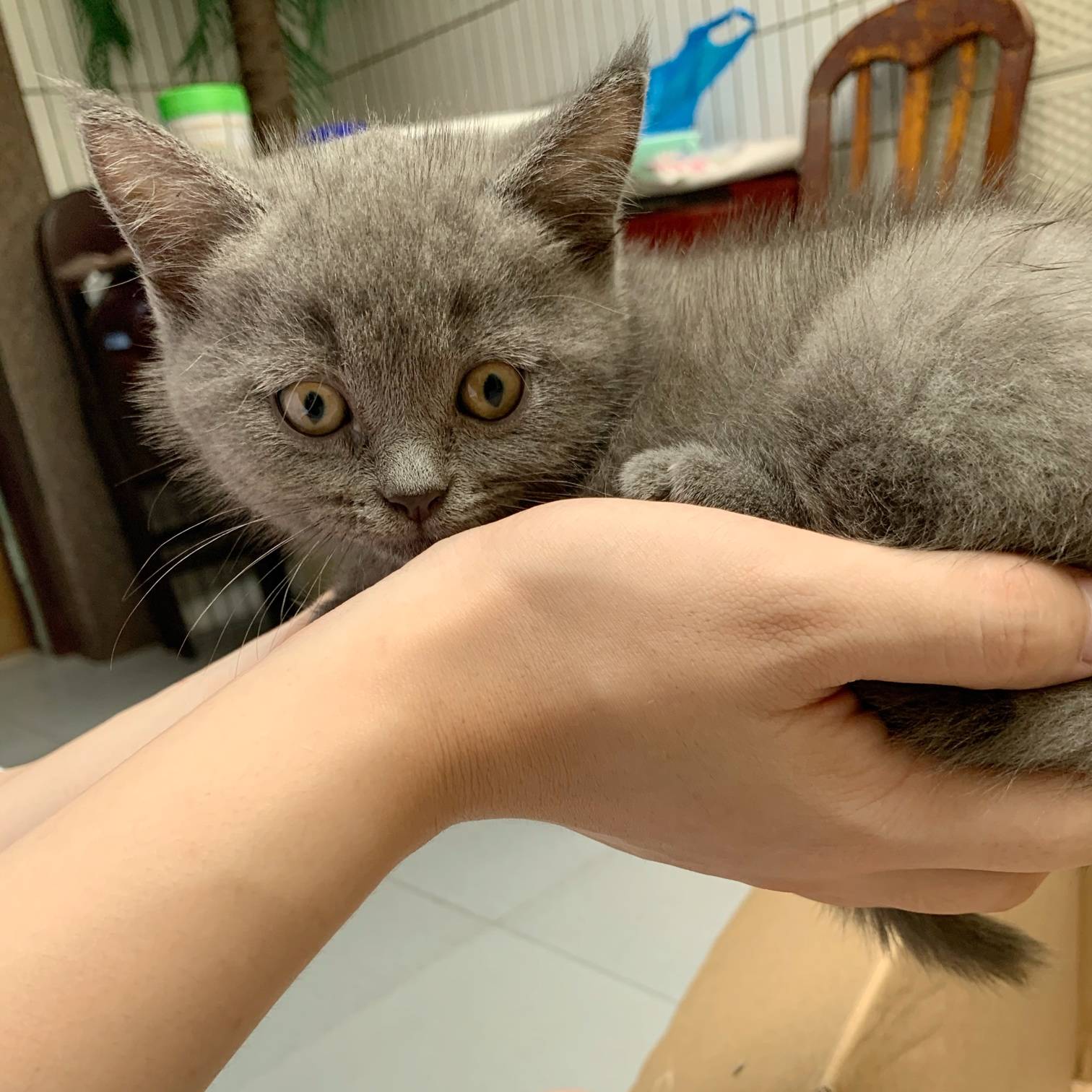 蓝猫仔三只 800 包第一针 诚心微信13771249059