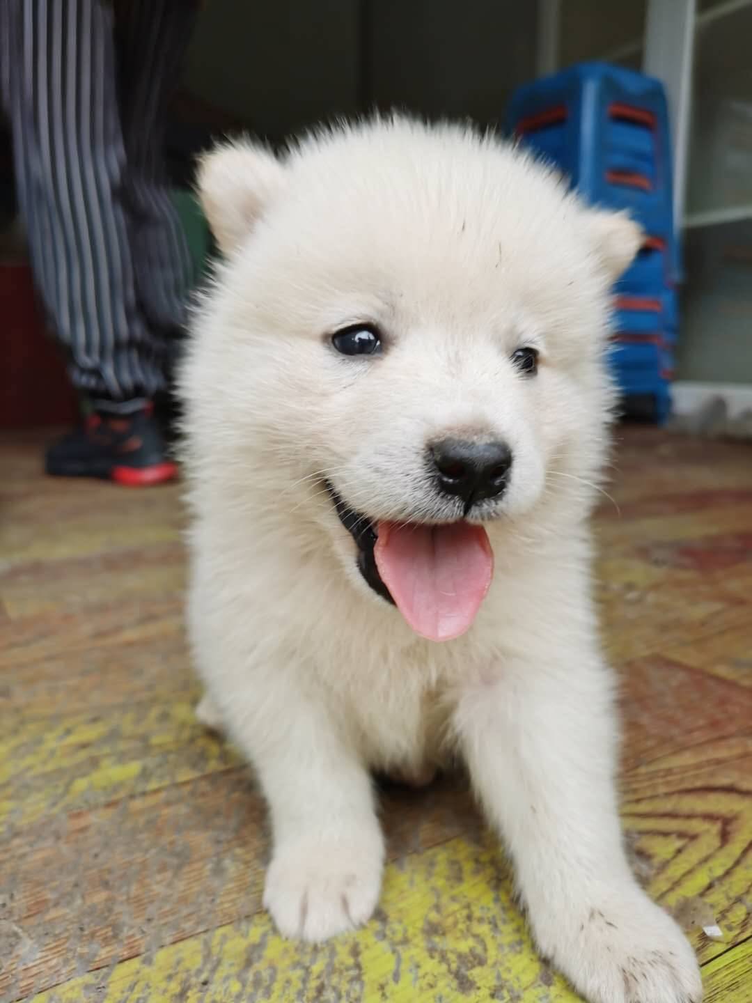家养萨摩耶狗 - 宠物情缘 - 江阴论坛