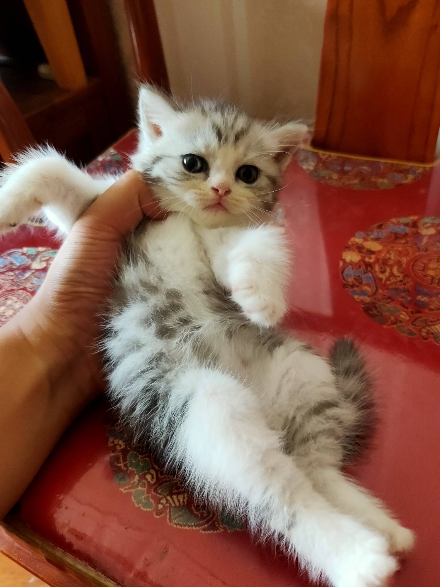 家养极品赛级美短