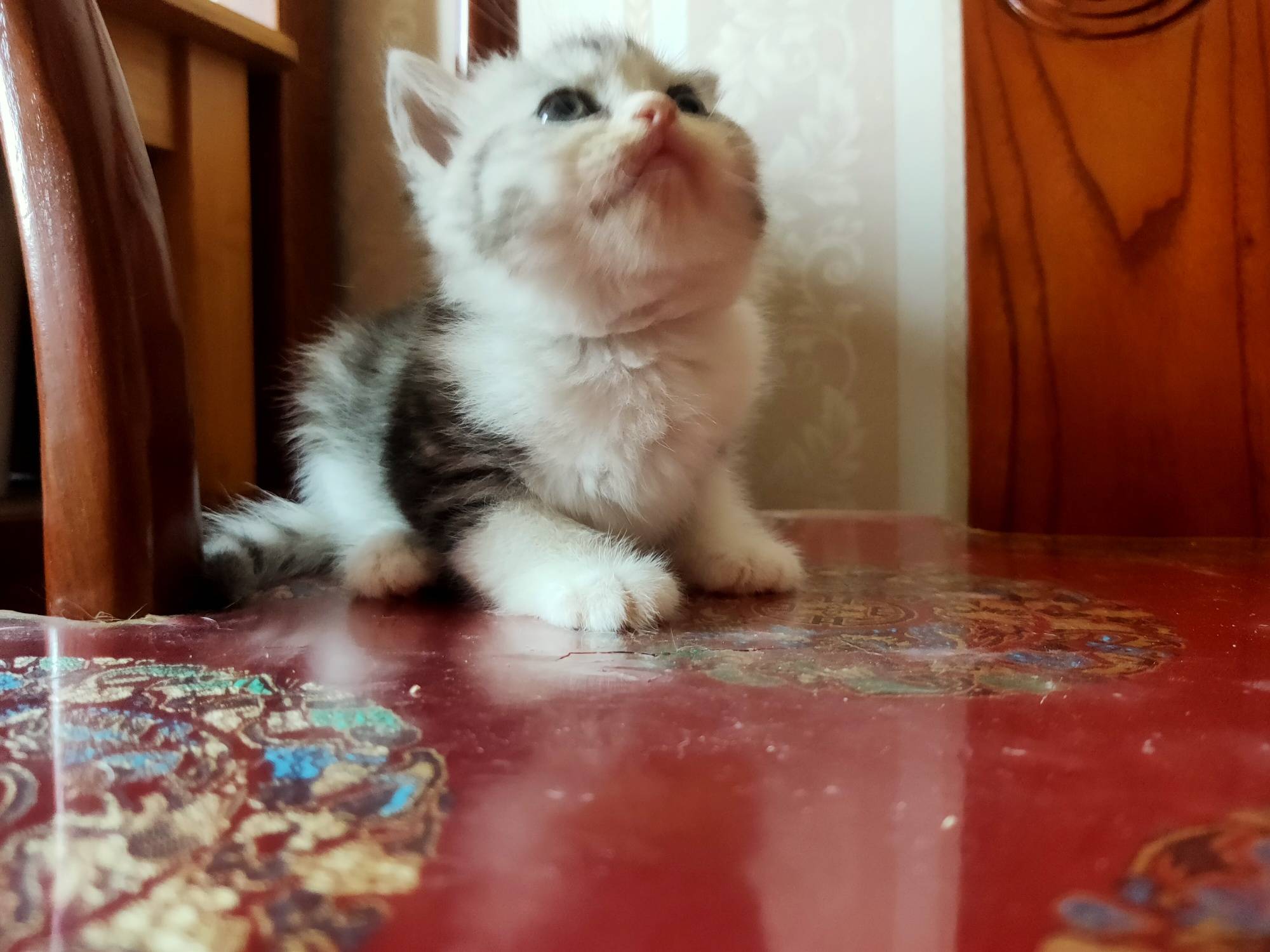 家养极品赛级美短