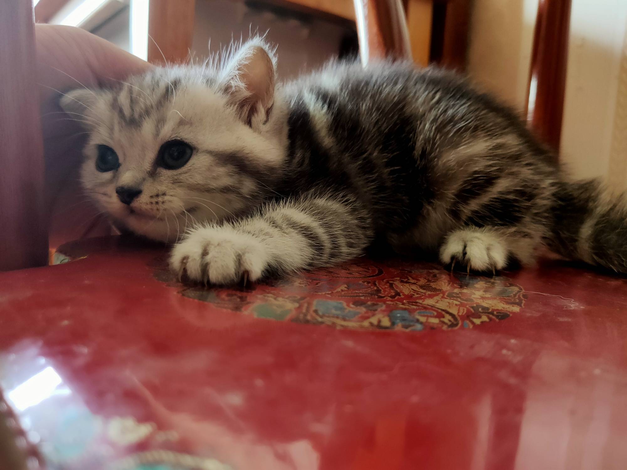 家养极品赛级美短