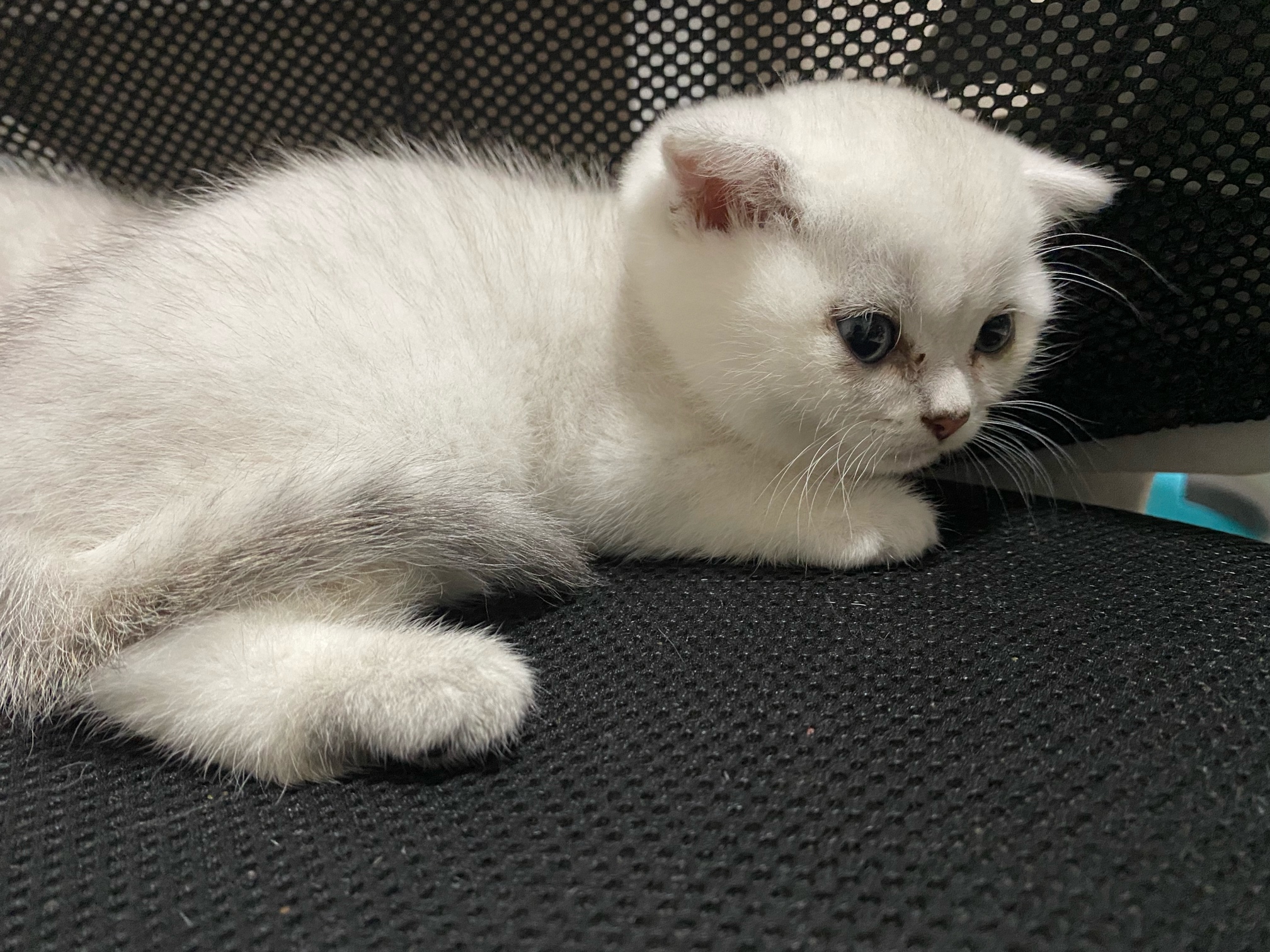 便宜出精品银渐层品相很好无力照顾