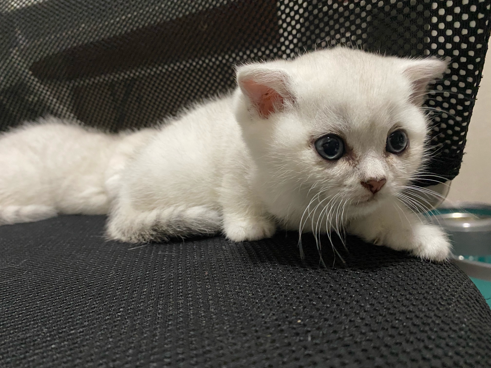 便宜出精品银渐层品相很好无力照顾