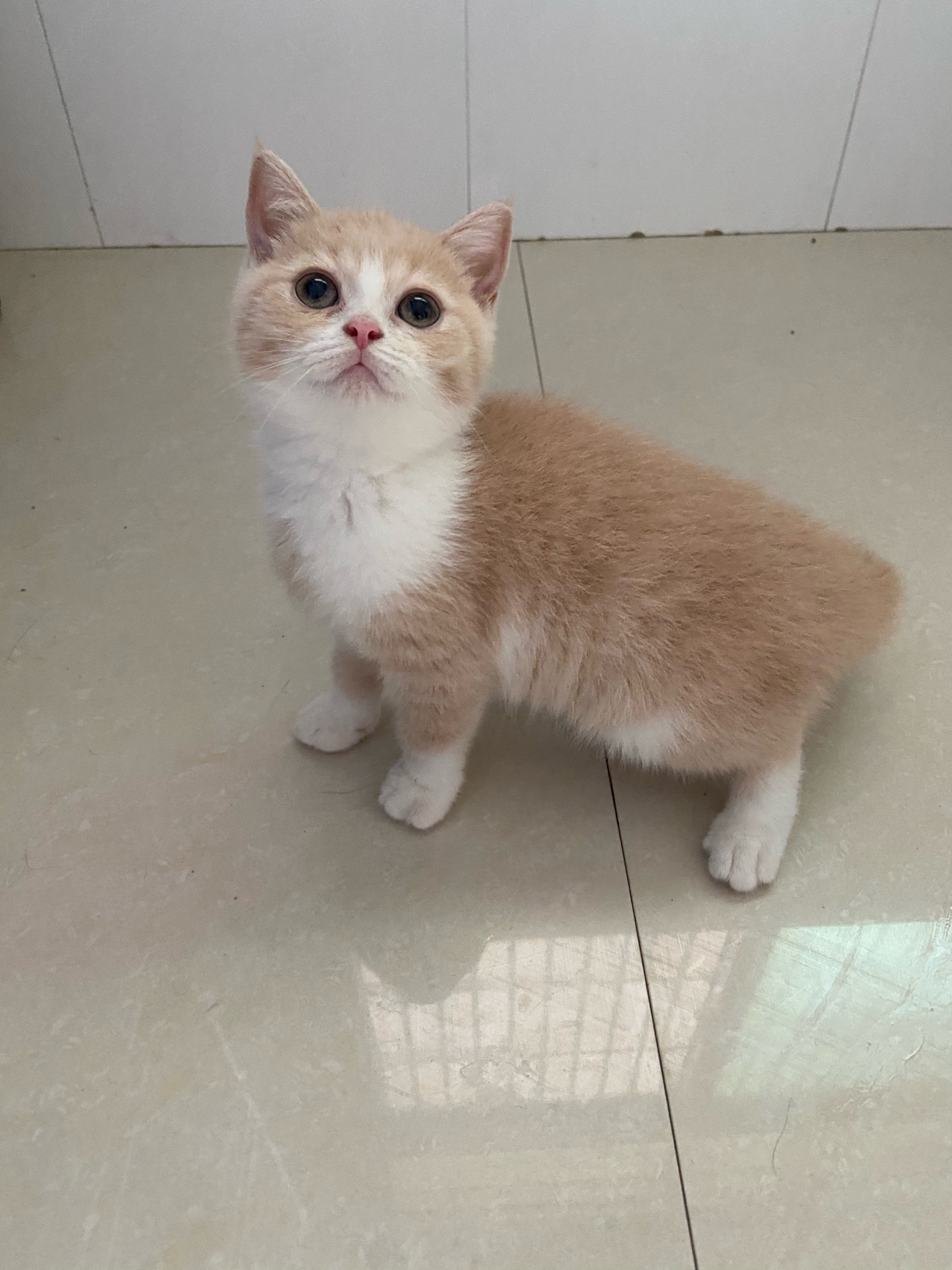 家养英短乳白妹妹三花妹妹