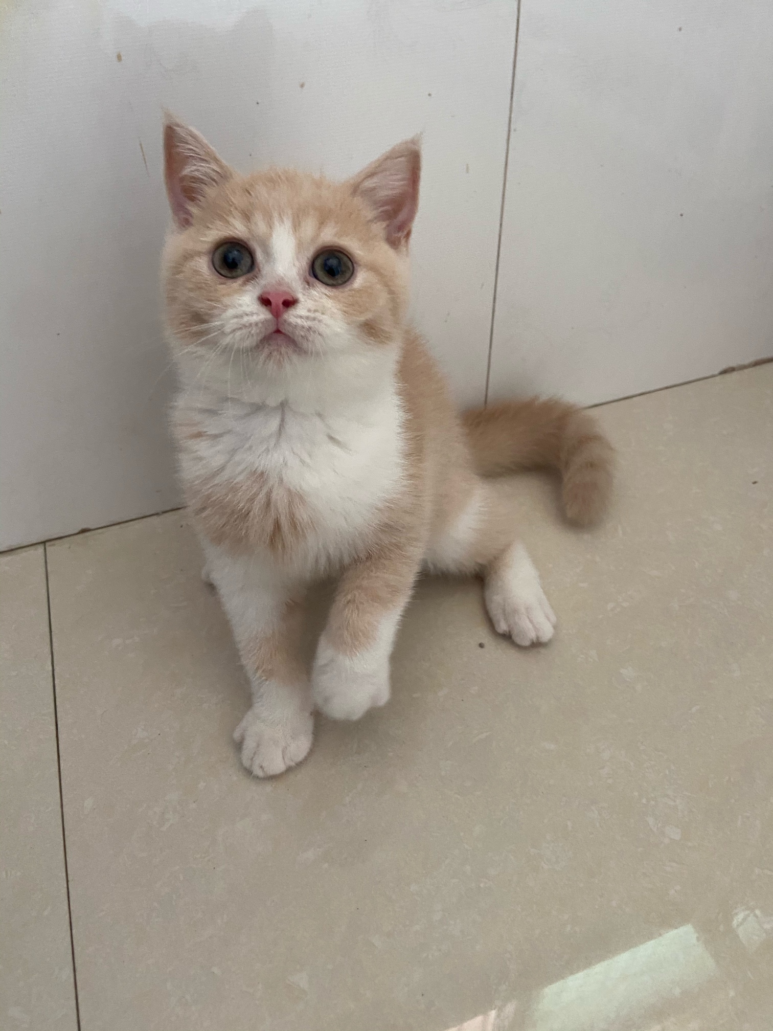 家养英短乳白妹妹三花妹妹